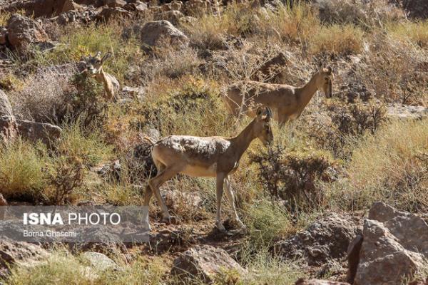 تشدید اقدامات پیشگیرانه برای جلوگیری از ابتلای حیات وحش تهران به طاعون نشخوارکنندگان