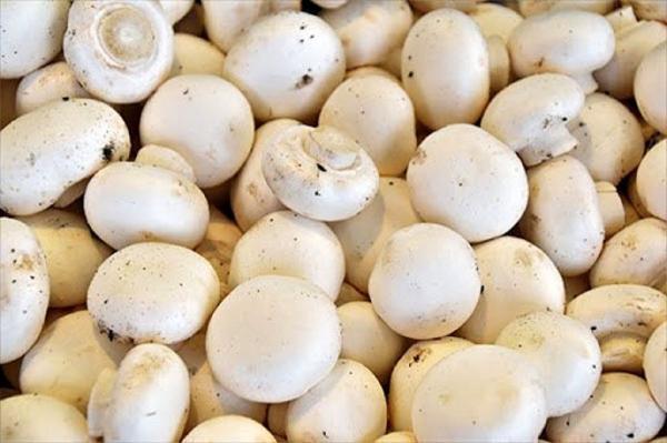 عرضه هرکیلو قارچ بالاتر از 50 هزار تومان گران فروشی است عرضه هرکیلو قارچ بالاتر از 50 هزار تومان گران فروشی است