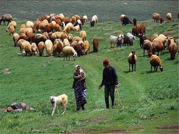 ارائه تسهیلات به دامداران خوزستانی با دامدار کارت ارائه تسهیلات به دامداران خوزستانی با دامدار کارت