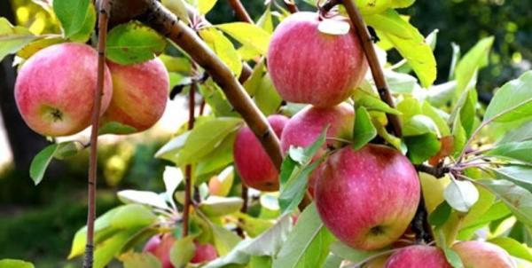 هشدار قرمز هواشناسی : از سیب آذربایجان تا زرشک خراسان در خطر